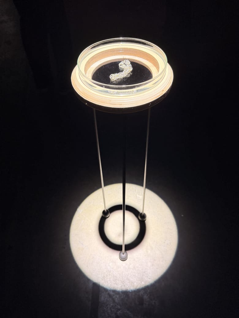 Octi at LFW